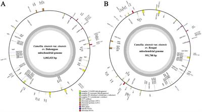 Comparative analysis of the complete mitogenomes of Camellia sinensis var. sinensis and C. sinensis var. assamica provide insights into evolution and phylogeny relationship